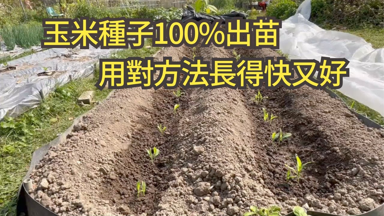 玉米種子播種高效出苗長得快又好，獲得100%出苗成功率｜阿星種植