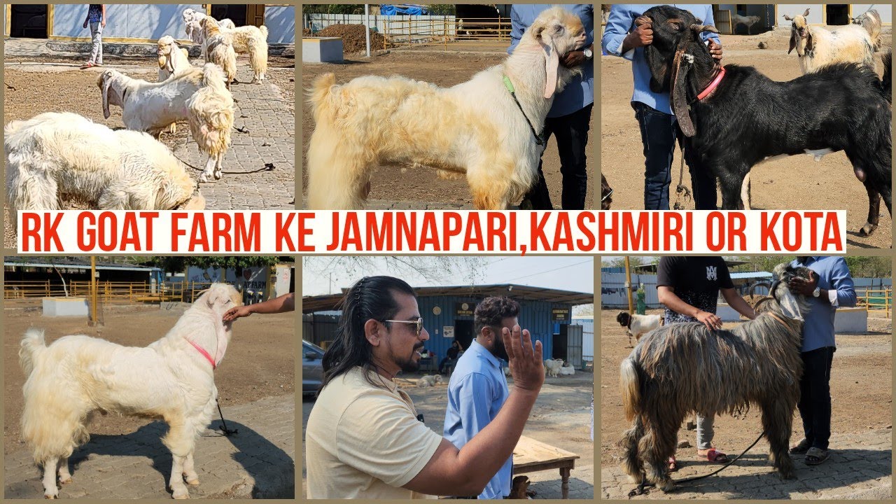 Rk Goat Farm K Pale huwe Jamnapari Or Kota Bakre Bhiwandi Padgha