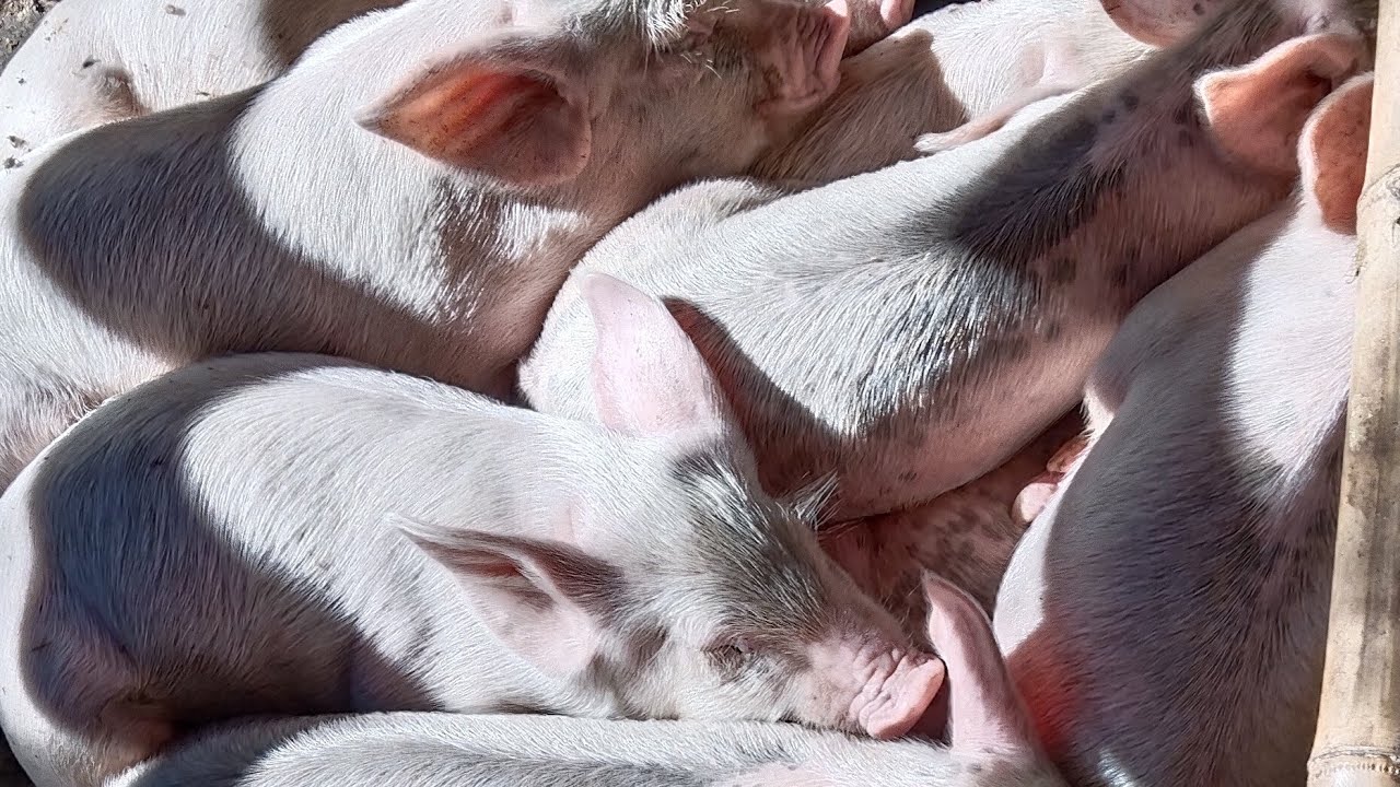 3s MARIAS FARM PIGLETS 4 SALE NA TAYO