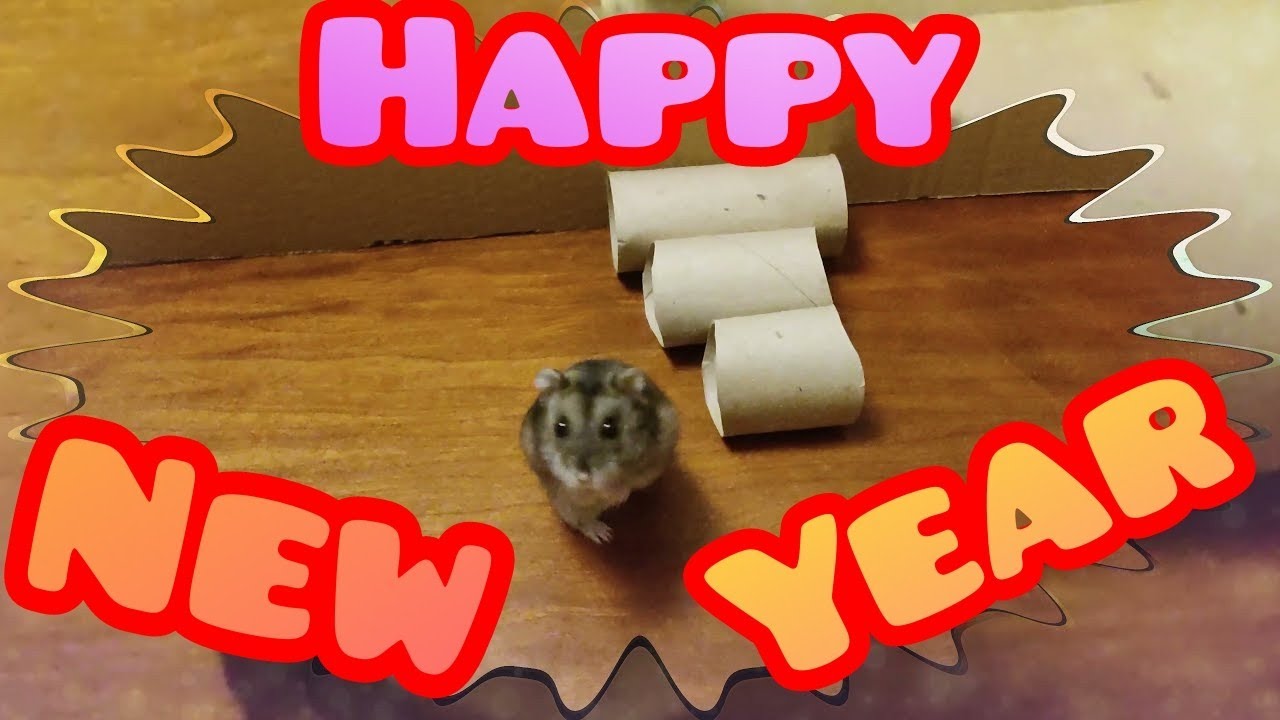 Hamster New Year Countdown