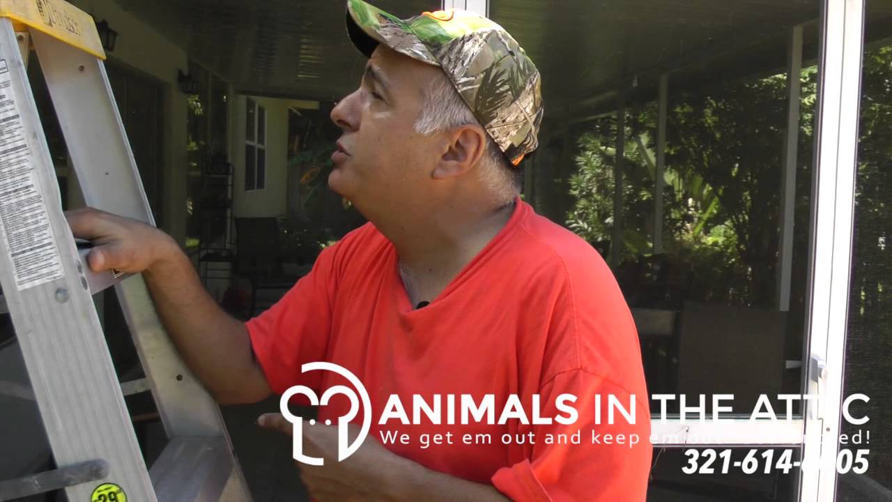 Removing Rats & Critters - Rat entry points, Rat Exterminator Satellite Beach 321-614-6005