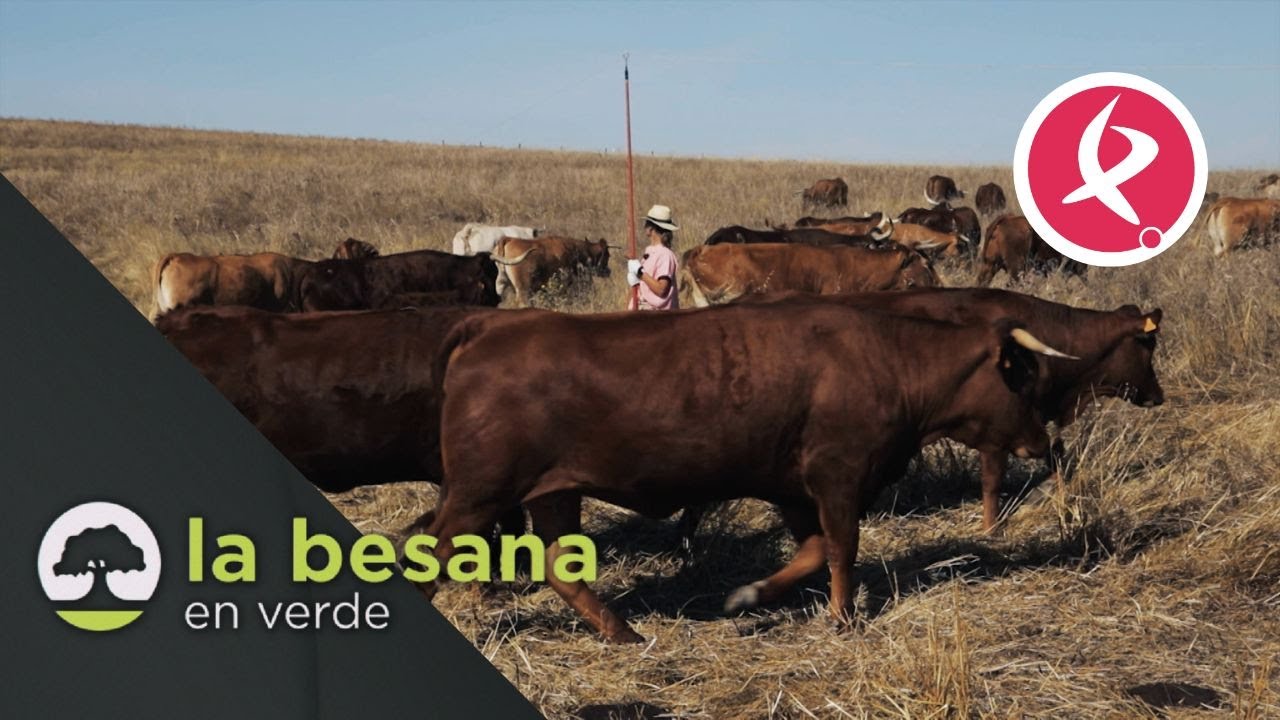 El pastoreo dirigido para mejorar la calidad del suelo | La besana en verde