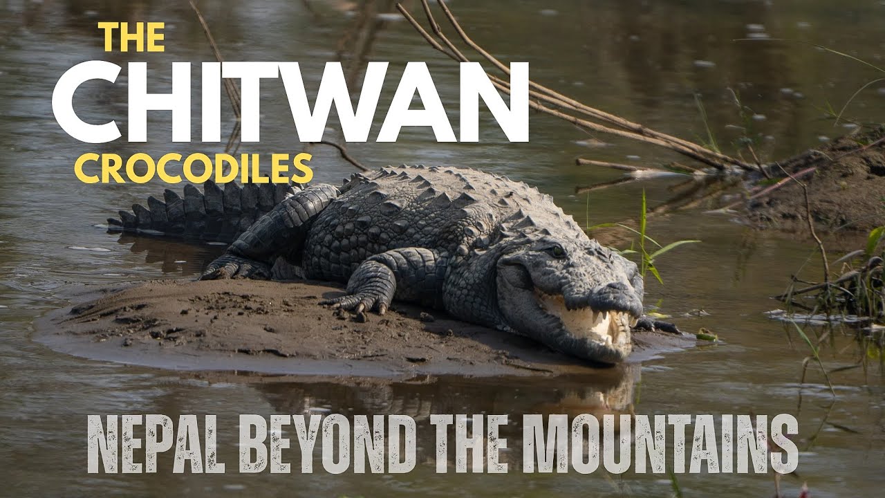Is this the most dangerous river of Nepal? | CROCODILE RIVER | Chitwan National Park (चितवन)