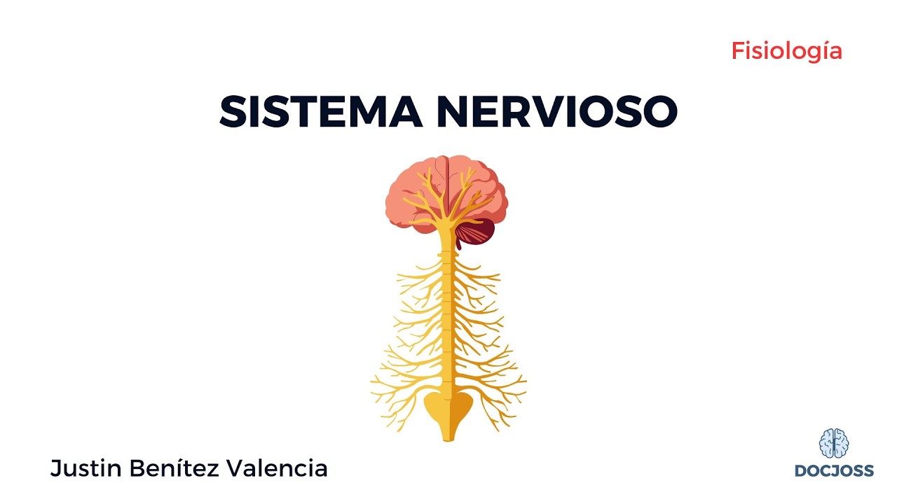 Organización del Sistema Nervioso: cómo el SNC y el SNP controlan todo tu cuerpo