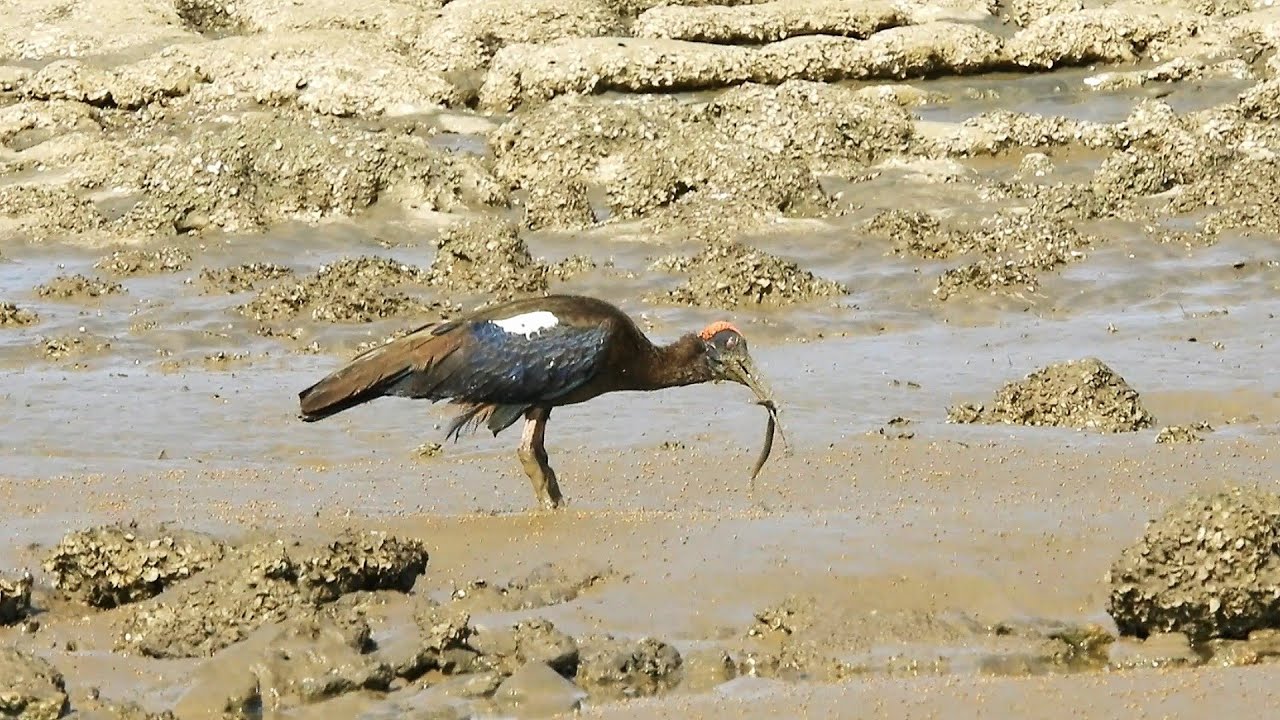 Black Ibis catching fishes and snakes