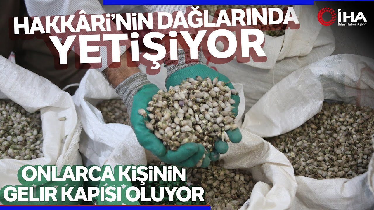 Kenger Bitkisinden Kentin Ekonomisine 2 Milyon Dolar Katkı