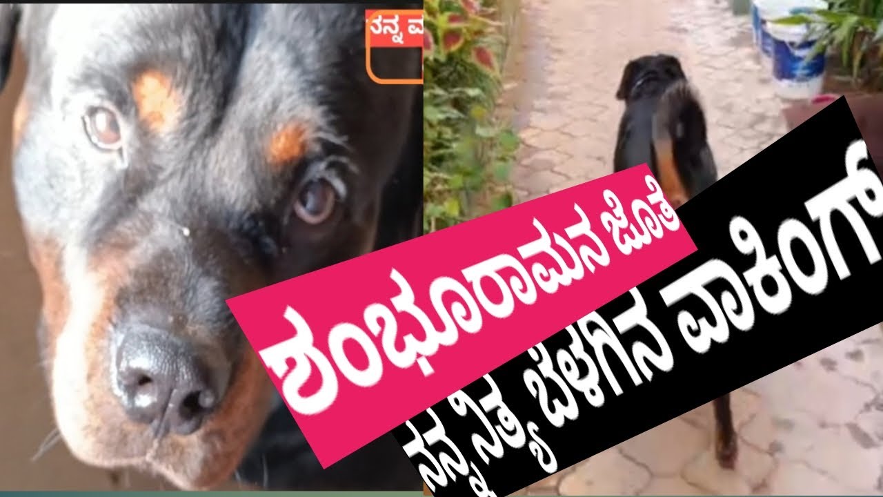 ನನ್ನ ಮತ್ತು ನನ್ನ ಪ್ರೀತಿಯ ಶಂಭೂ ರಾಮನ ನಿತ್ಯ ವಾಕಿಂಗ್