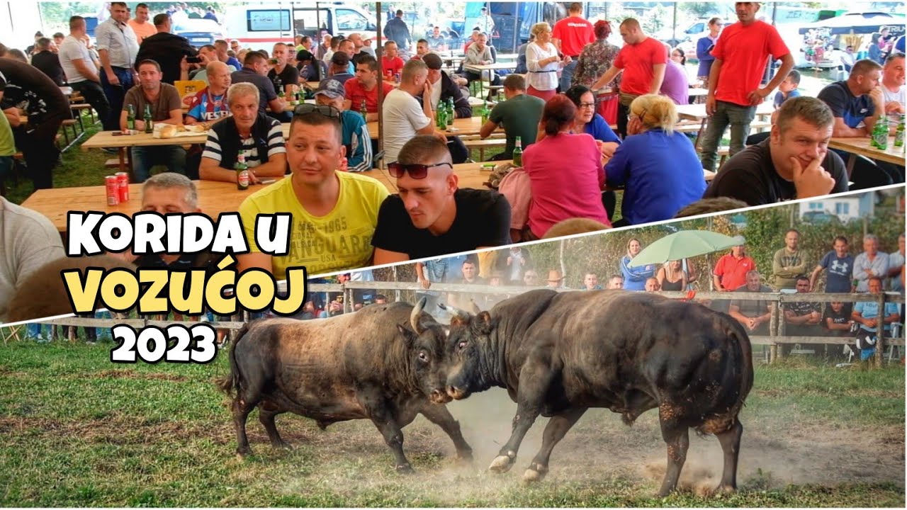 Korida kod Murge i Hareta | Vozuća | Braća Hodžić ♪