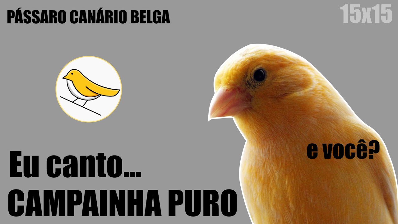 Canto de Canário Belga CAMPAINHA PURO 15x15