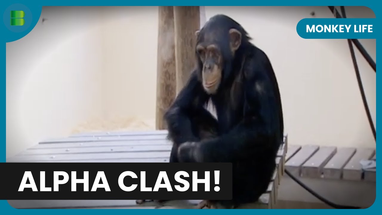 Chimpanzee Hierarchy - Monkey Life