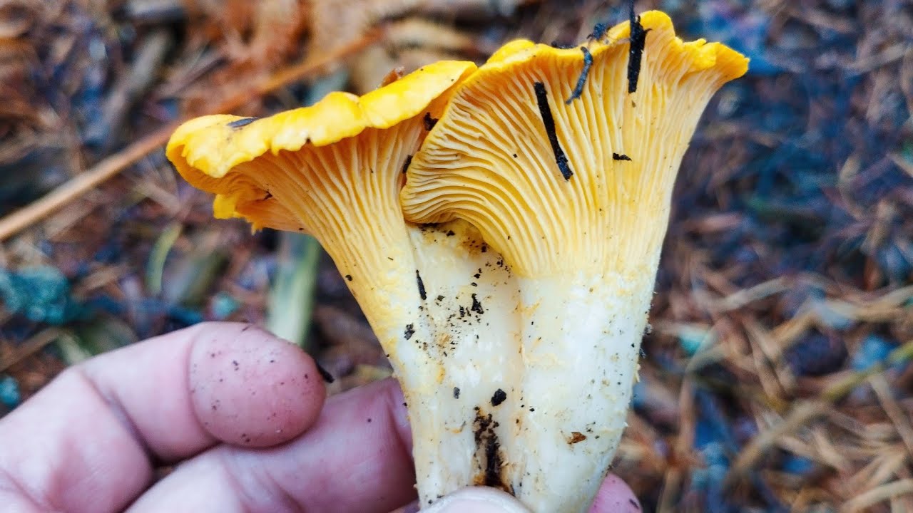 Rebozuelo. Hermosos hongos con pocas lluvias.