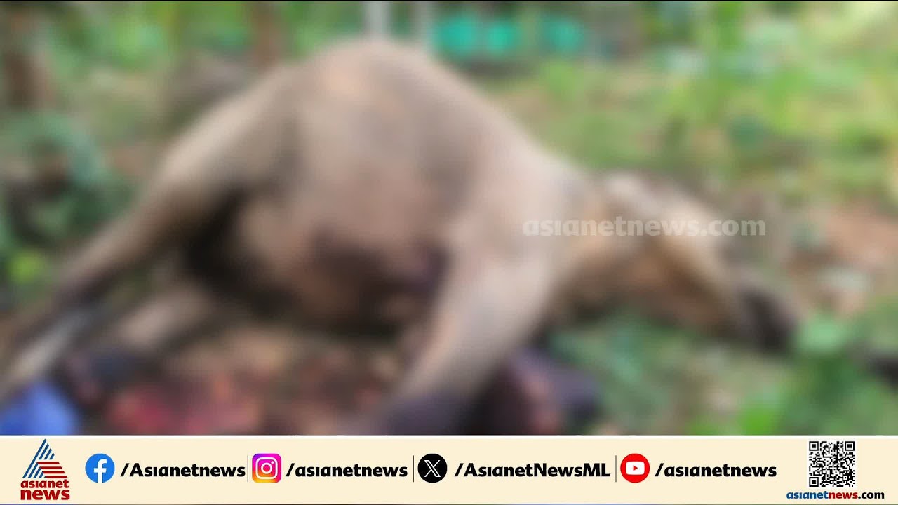 ശരീരത്തിൽ ഇരുമ്പുതൂൺ തുളച്ച് കയറി, അൽപം കൂടെ മുന്നോട്ട് നടന്നു; പെരുവണ്ണാമൂഴിയിൽ കാട്ടാന ചെരിഞ്ഞു