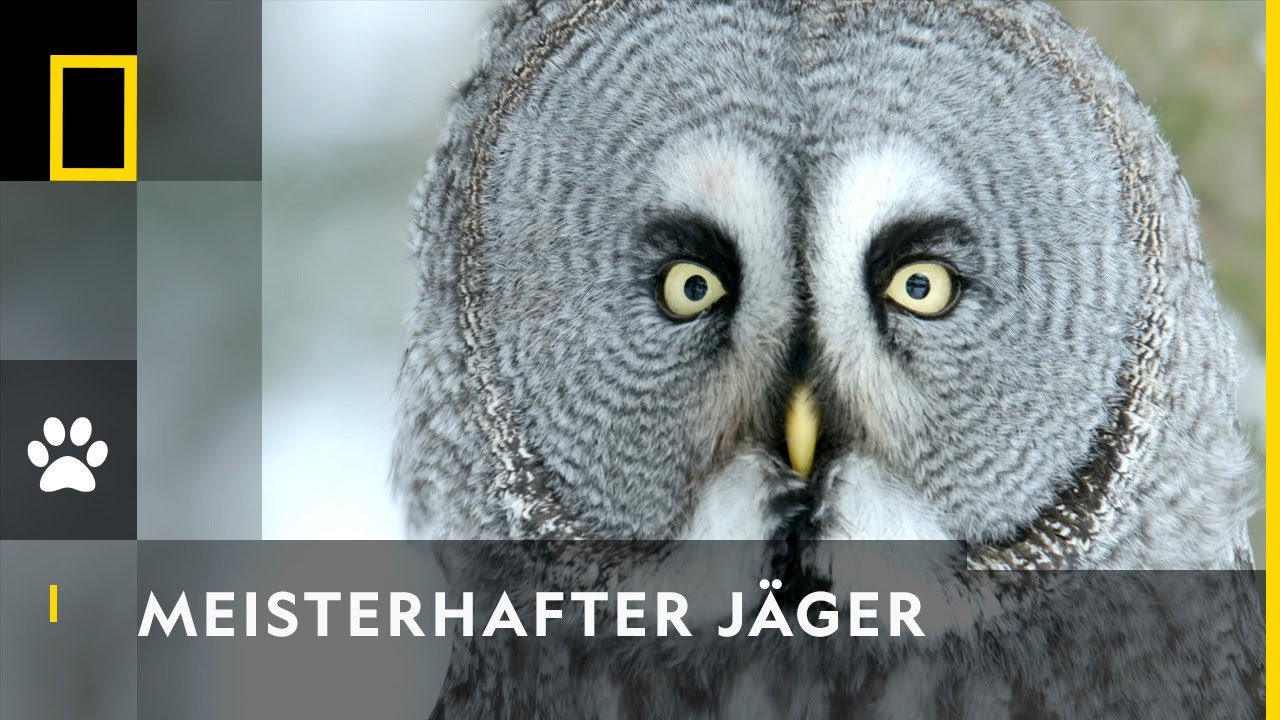 Lautlos und treffsicher | Europas Wildnis