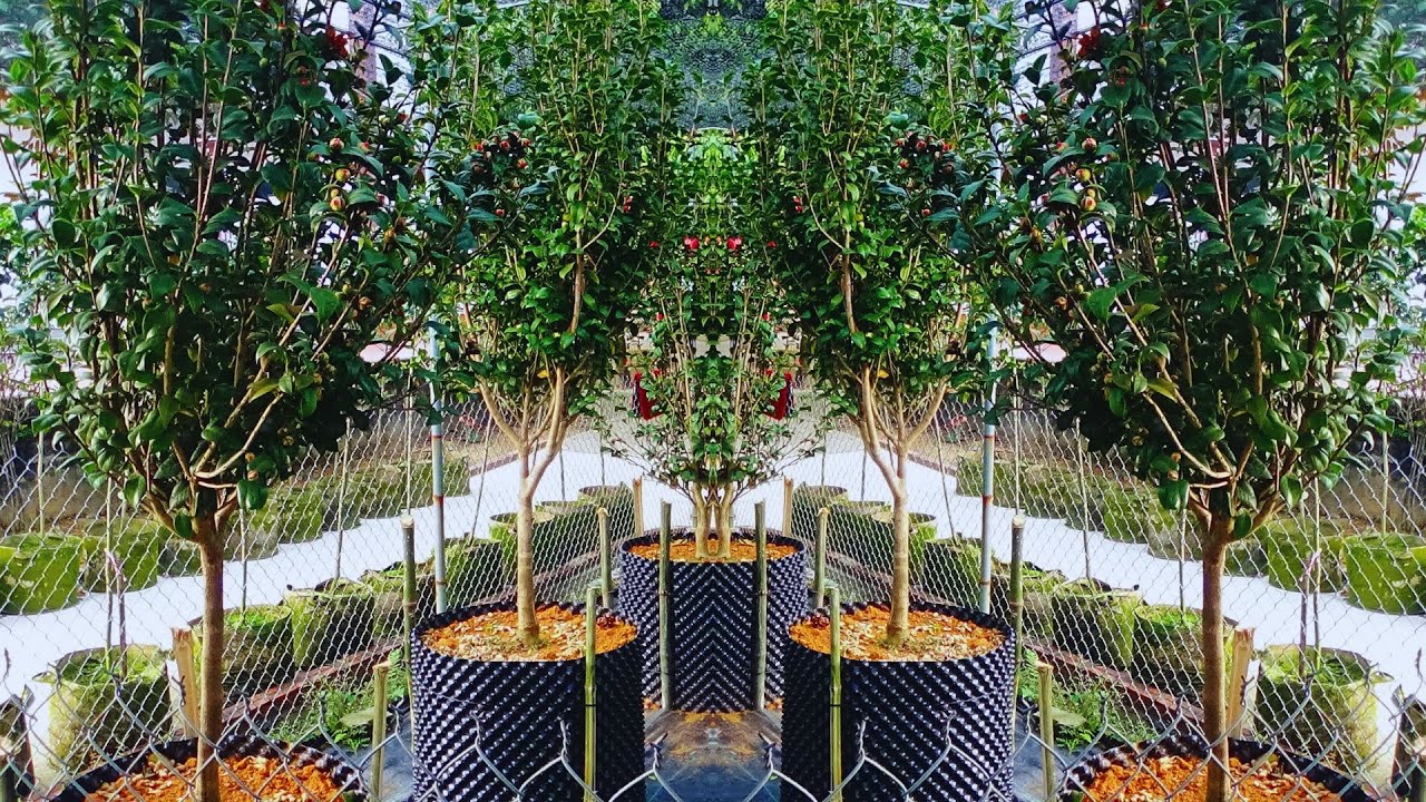 TRÀ MY CỔ VÍP VANH 15-20CM TRƯNG BÀY TẾT 2026 || VKC 0988015061