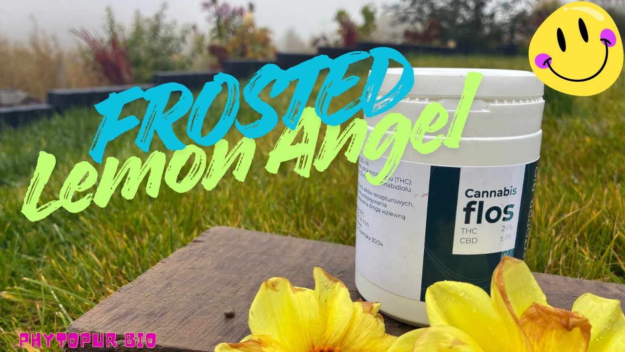 Frosted Lemon Angel 24% - Phytopur Bio - opis odmiany 