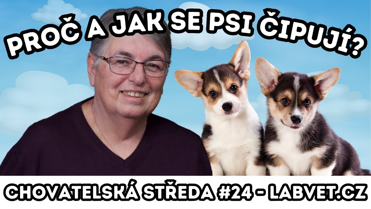 👩‍⚕️ Proč a jak se psi ČIPUJÍ? 👩‍⚕️ | Chovatelská středa #24