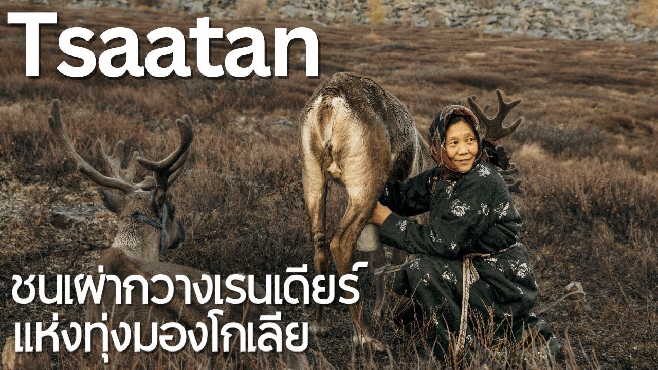 Tsaatan ชนเผ่าเลี้ยงกวางเรนเดียร์เร่ร่อนกลุ่มสุดท้ายของโลก