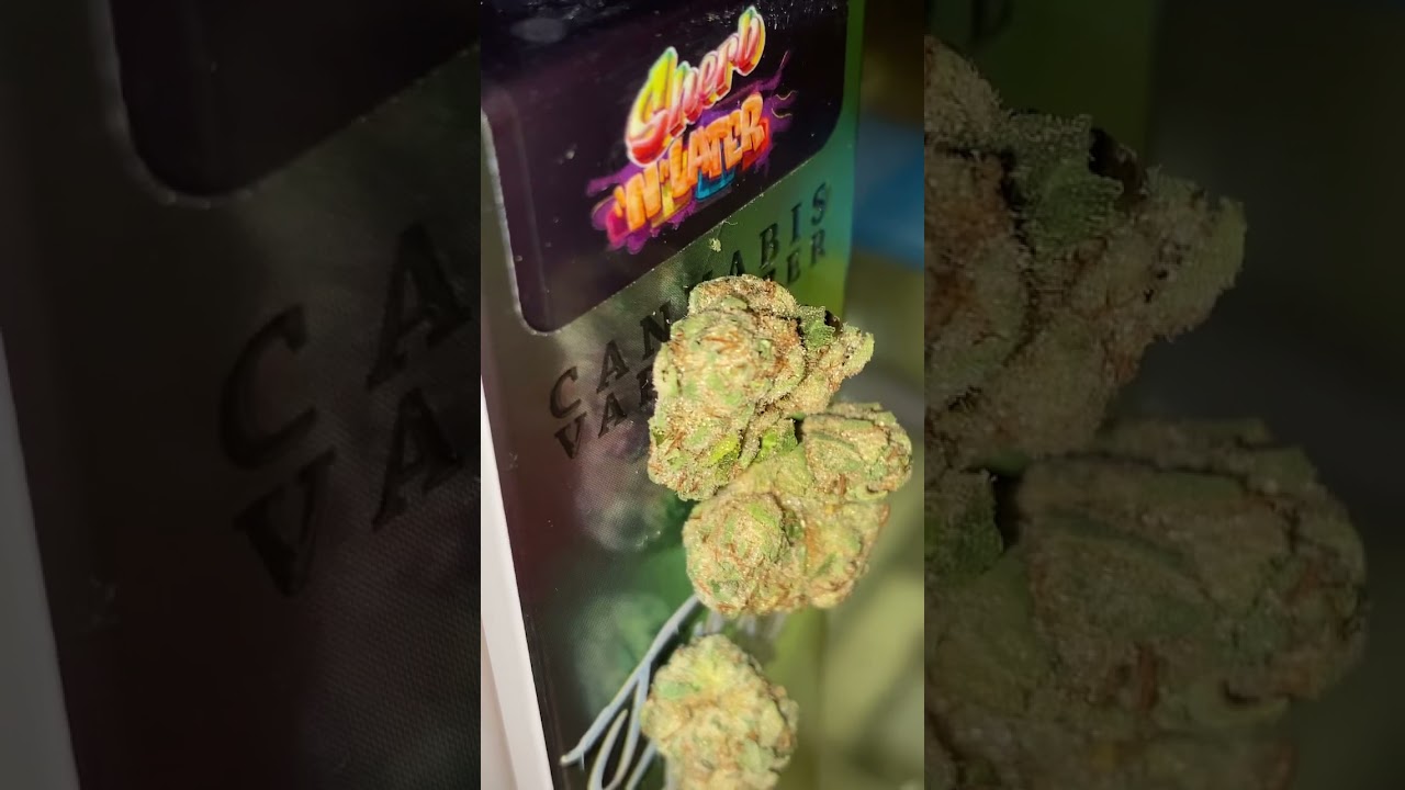 Jungle Boys Gator 🐊 Breath #jungleboys #tlccollective #jungleboysclothing