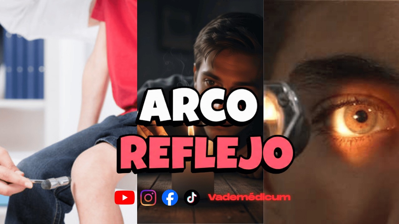 🧠⚡ ARCO REFLEJO explicado fácil y rápido | Neuroanatomía clínica