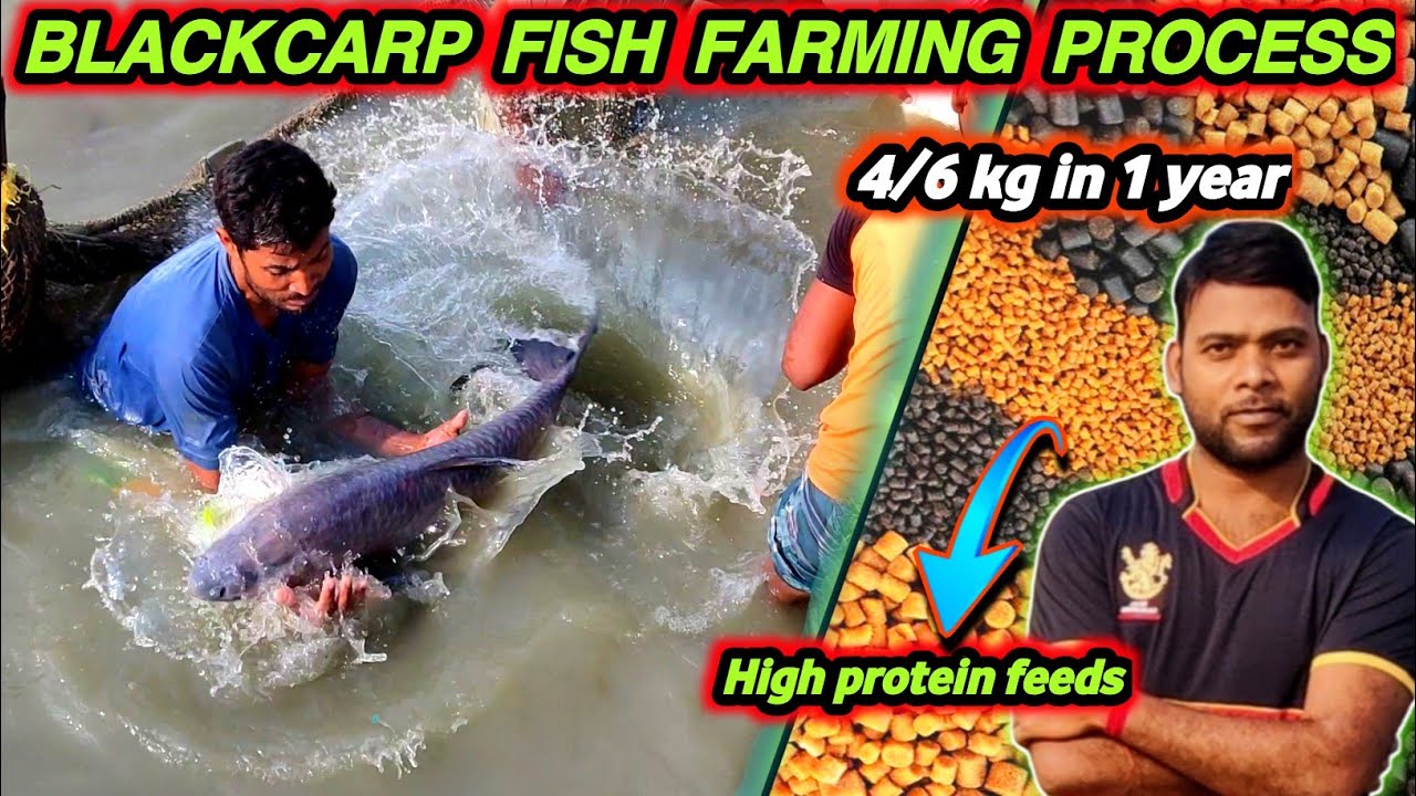 How to cultivate black carp | 4/6 kg in 1 year growth rate | fish that eat pond snails #monoculture