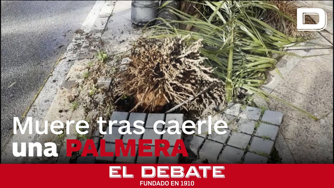 Muere una joven tras caerle una palmera en Torremolinos