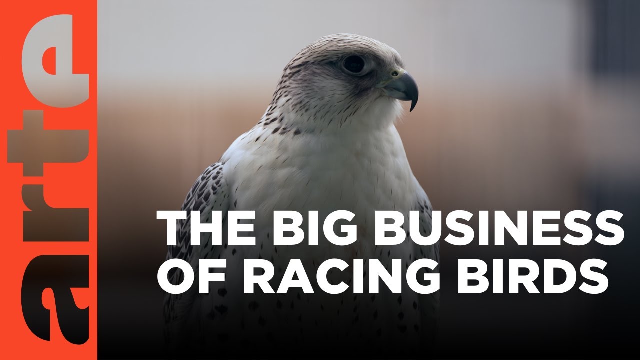 British Falcons for the Middle East  | ARTE.tv Documentary