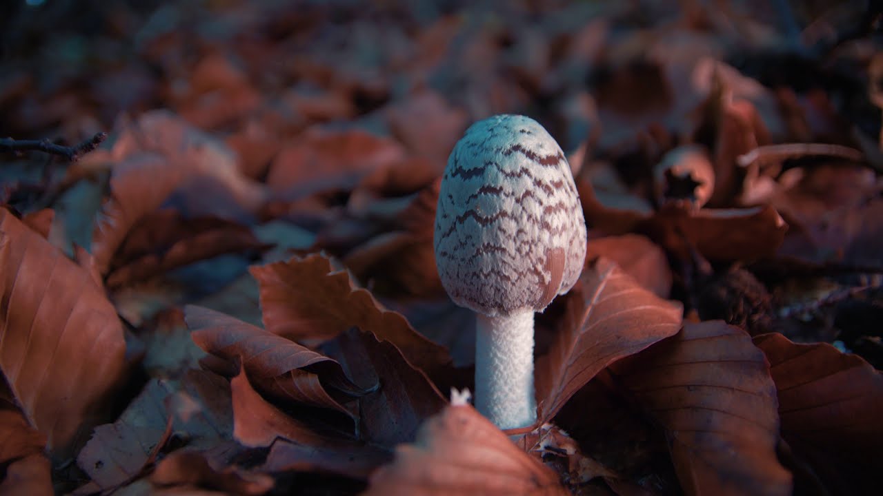 Stunning Nature combined with relaxing music!