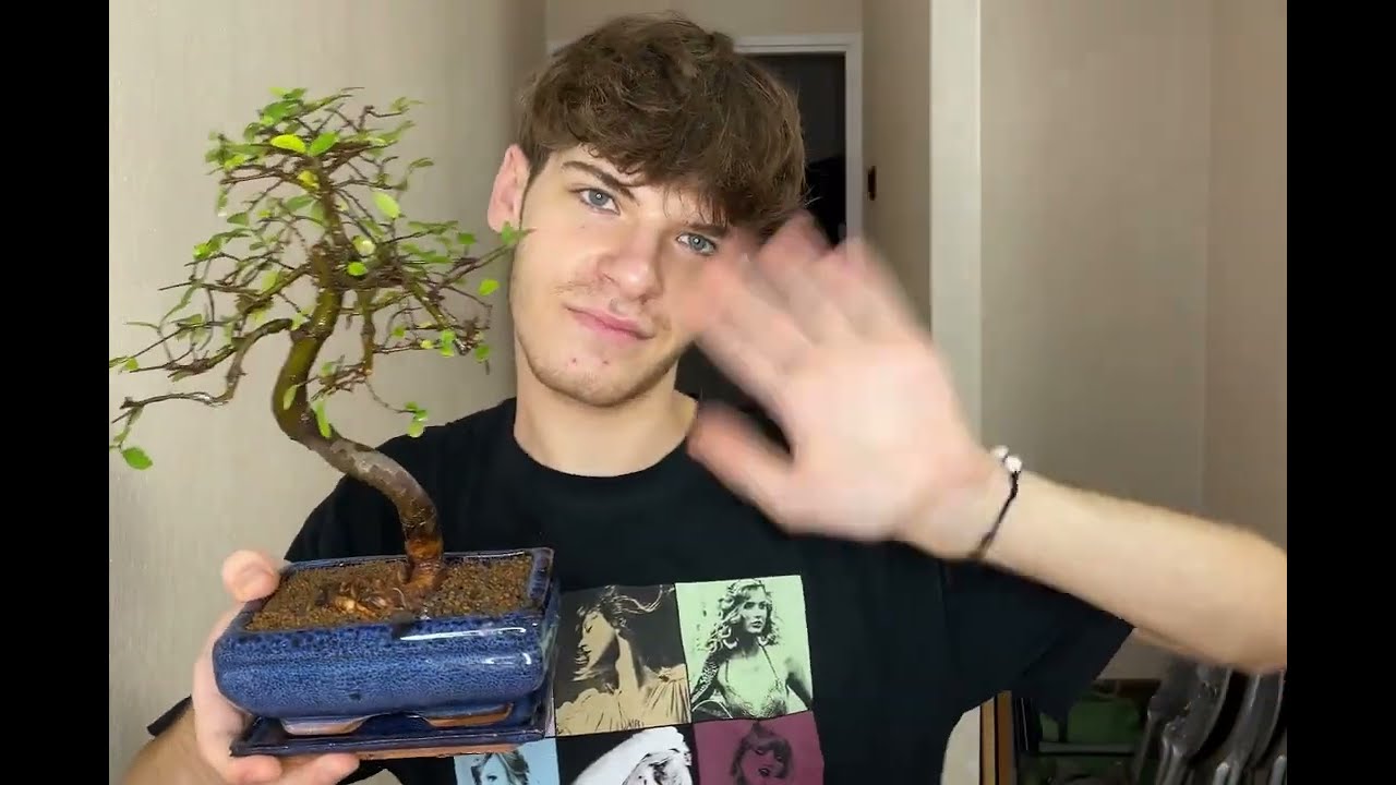 Przesadzam drzewko bonsai Wiąz drobnolistny