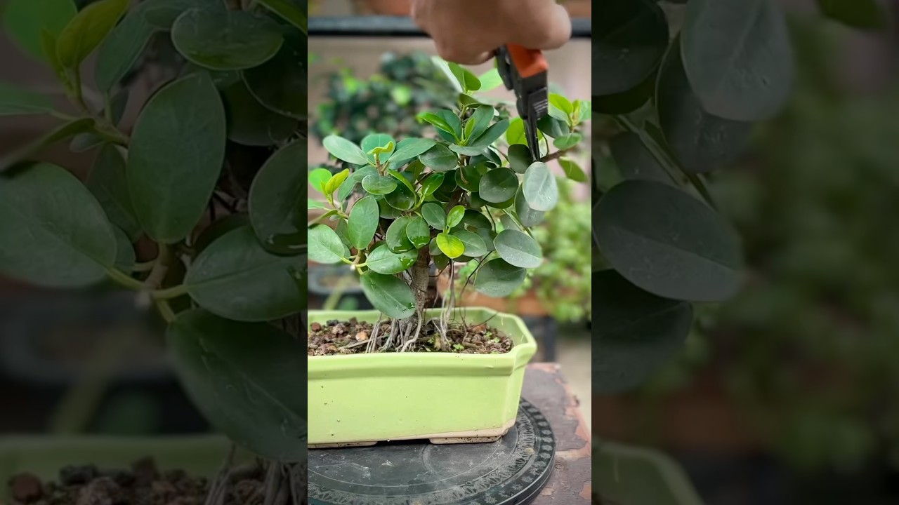 Ficus Microcarpa Bonsai Pruning