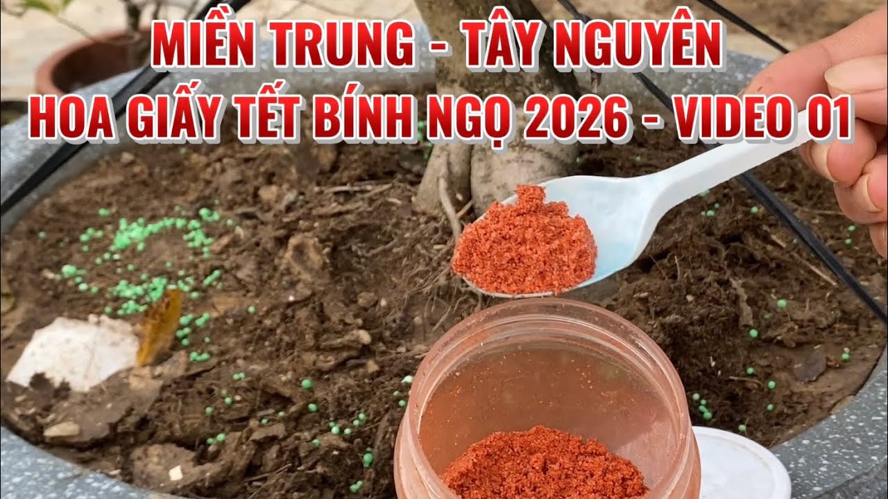 01) ЦЕНТРАЛЬНОЕ НАГОРЬЕ - Тет бумажные цветы Бинь Нго 2026