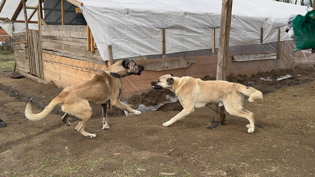 KANGAL ÇOBAN KÖPEĞİ ALDIM ~ KÖPEKLERE ORGANİK TAVUK ZİYAFETİ#keşfet #kangal #köy #animals #kangaldog