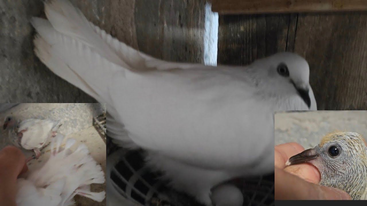 Wysyp młodych 🐣🫣 Jastrząb już się pojawił 😱☠️