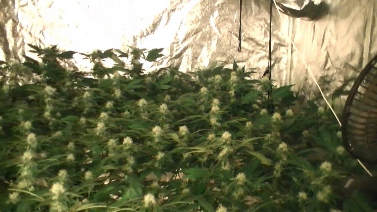 BBHB.wmv