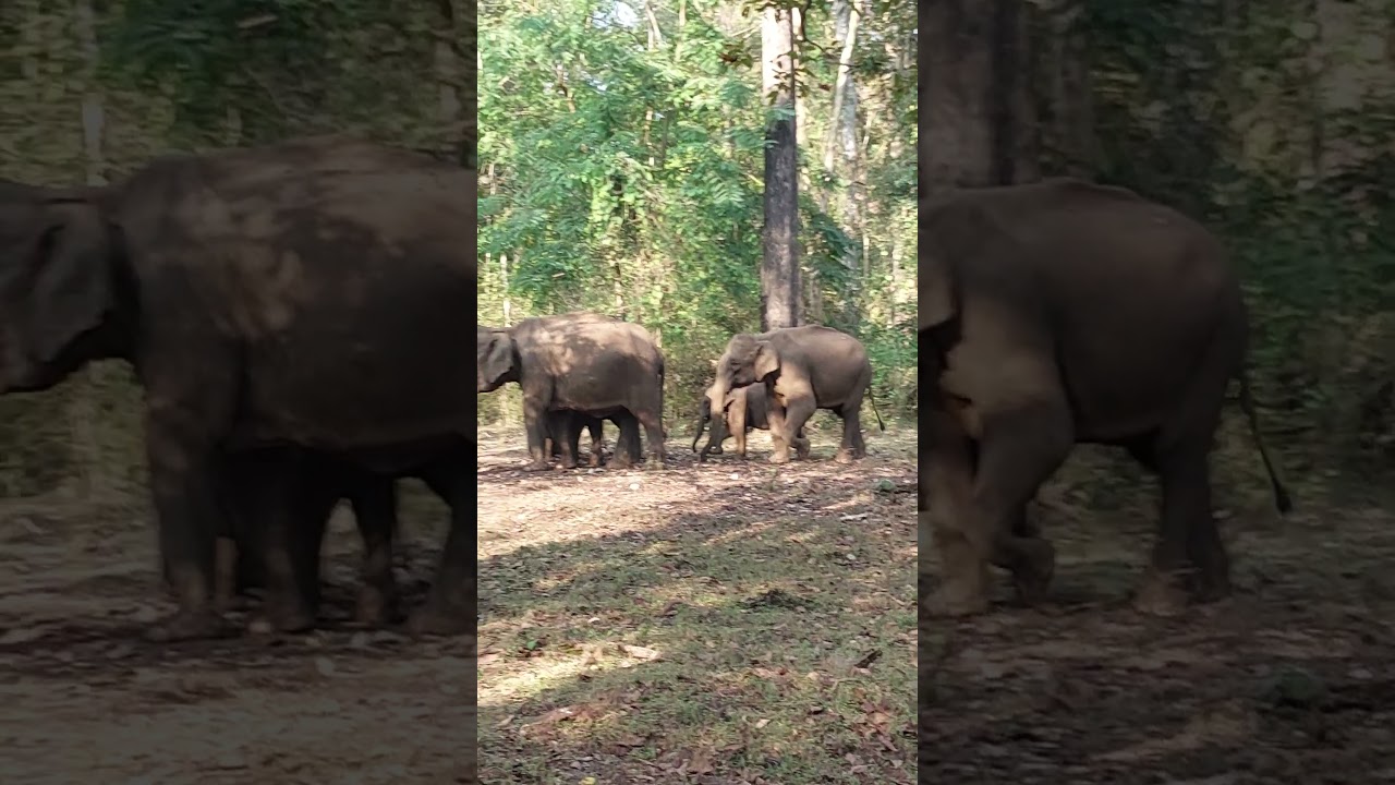 elephant family in bhadra tiger reserve Chikmagalur