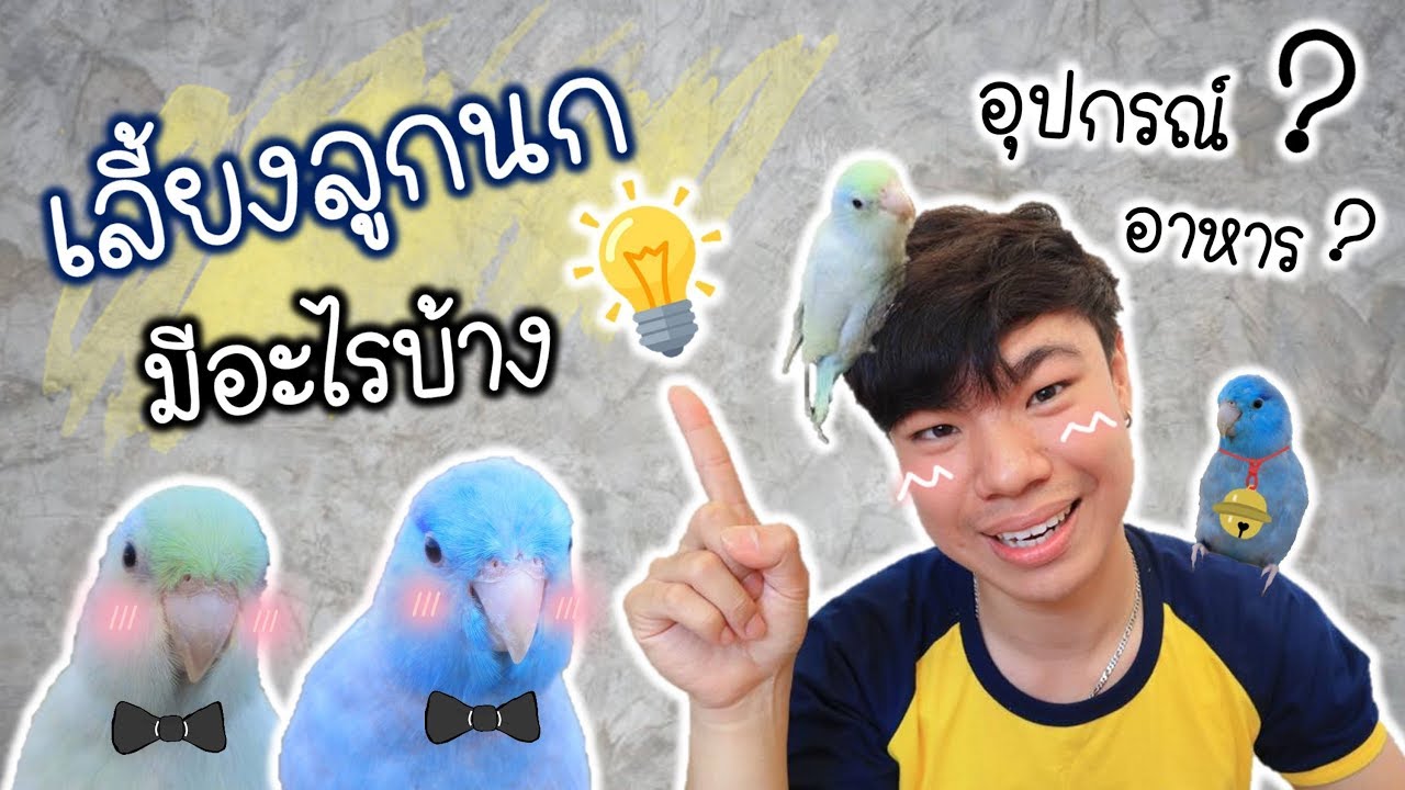 ต้องเตรียมอะไรบ้าง ? สำหรับมือใหม่ที่อยากจะเลี้ยงลูกนก “อุปกรณ์, การกกไฟ” | My PET EP.21