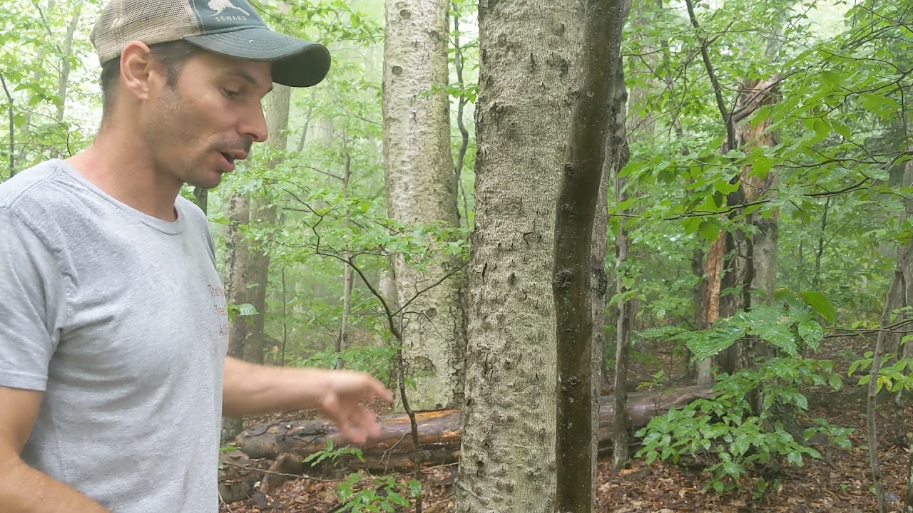 Beech bark disease