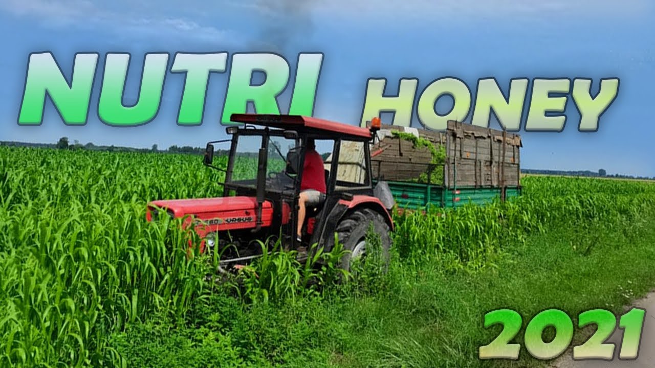 ✔ Nutri Honey na kiszonke 2021 ✔☆ Gruby przepał 60!!!!!!😱😱