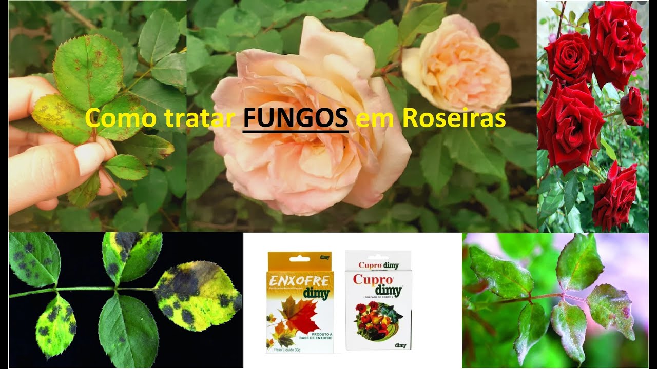 Roseiras - Como tratar fungos em suas plantas - Calda Bordalesa e Enxofre @NossasPlantas