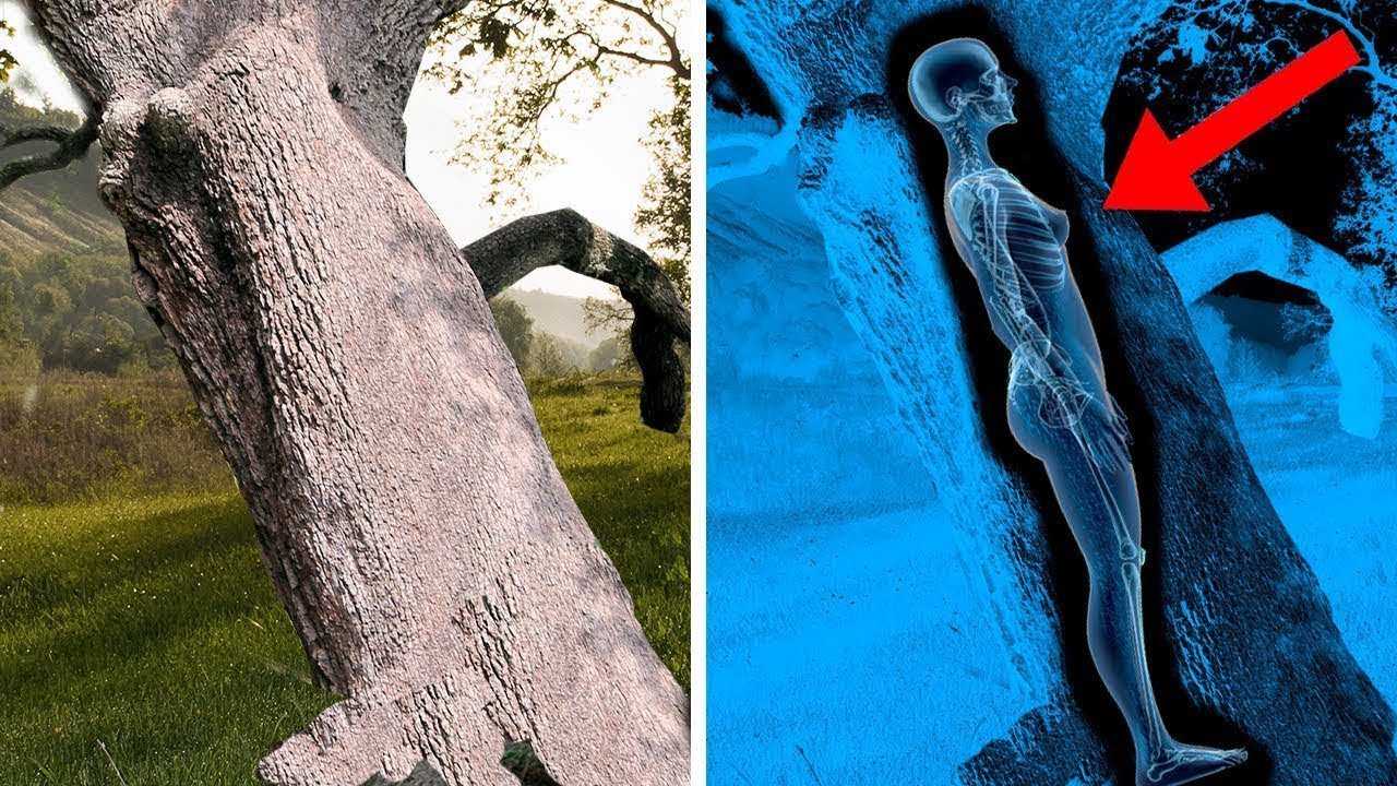 Loggers Make Strange Discovery In The Middle Of a Hollow Tree !