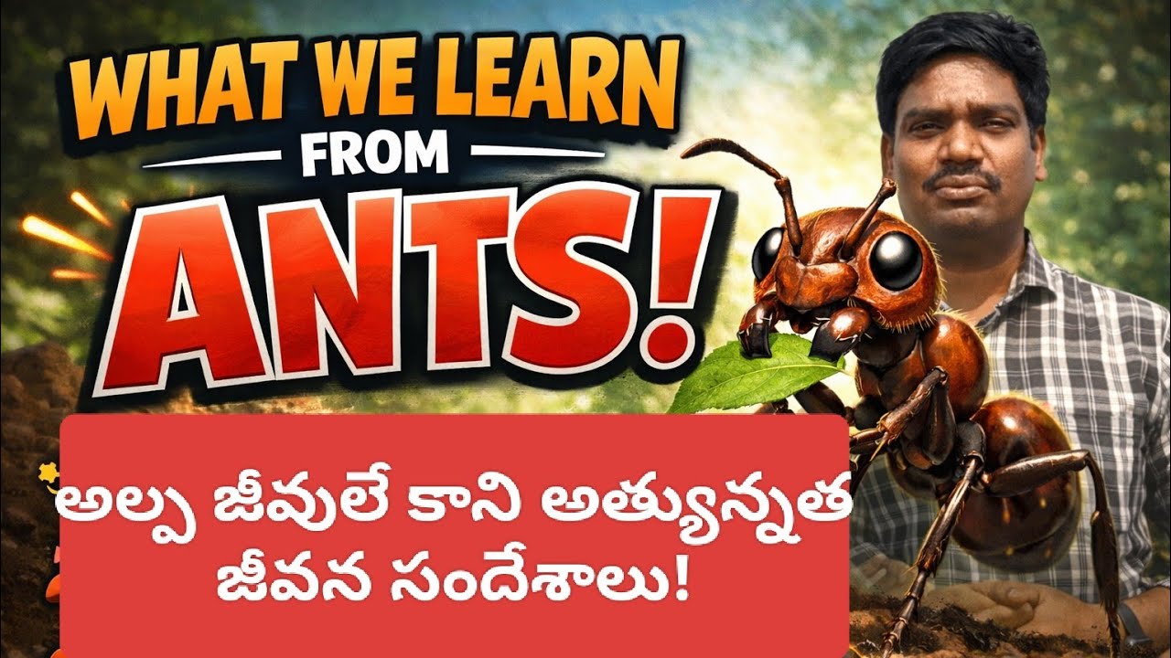 అల్ప జీవులే కానీ అత్యున్నత సందేశము /What we learn from Ants!!