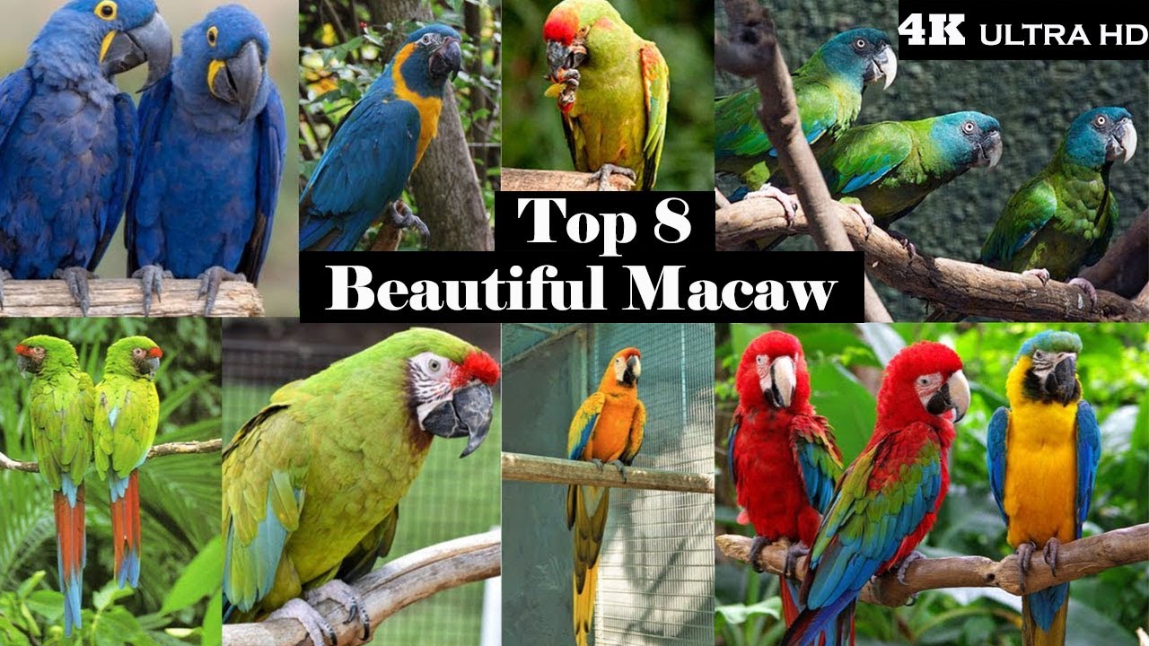 8 Most Beautiful Macaws on Planet Earth in 4k |The Wild Macaw parrot's  Names with Nature Sound