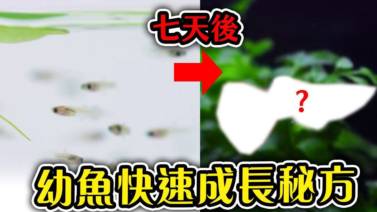 顛覆觀念！被嫌棄的綠水，竟是魚場、蝦場最愛的聖品？