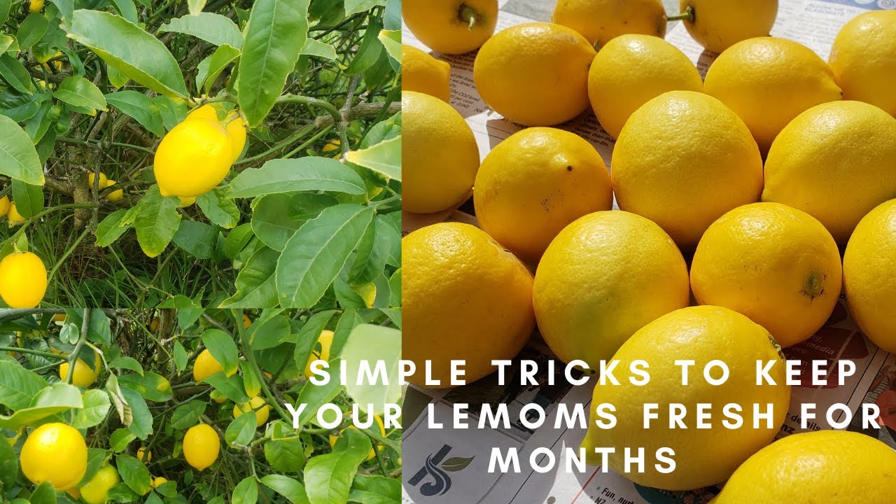 Простые способы сохранить лимоны свежими дольше | 3 лучших метода