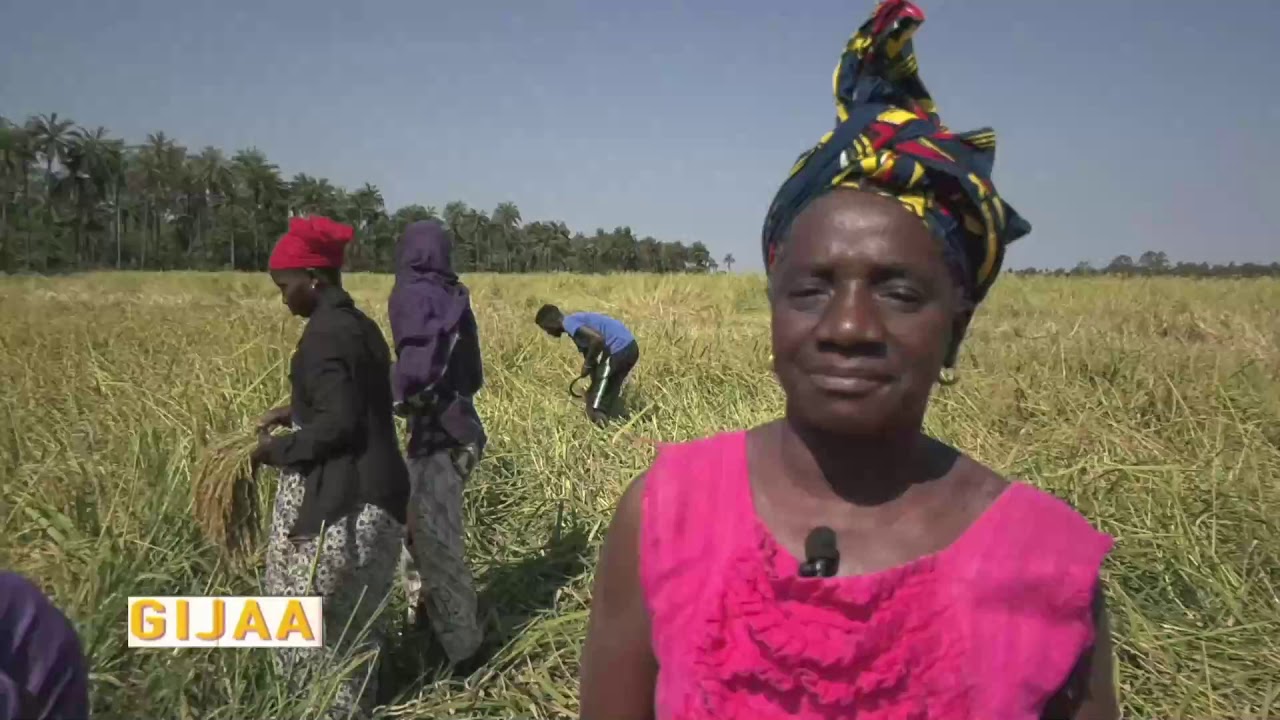 La  saison des récoltes dans le Balantacounda
