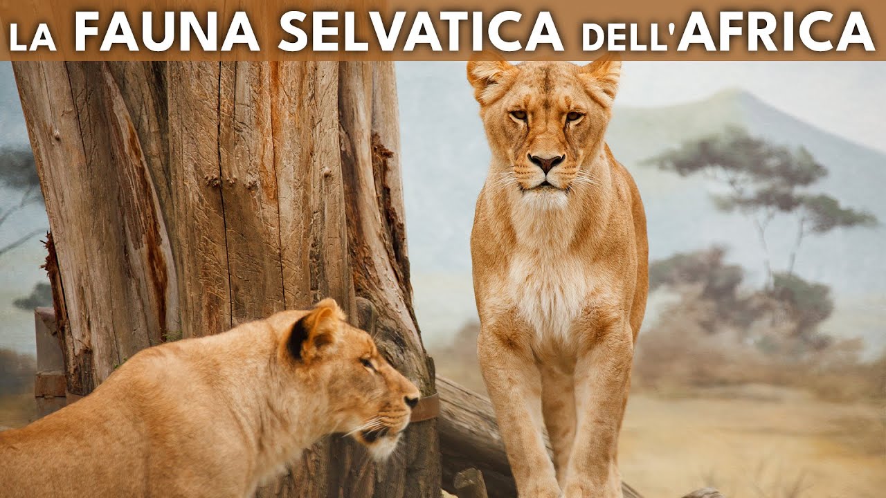 LA FAUNA SELVATICA DELL'AFRICA 🦧