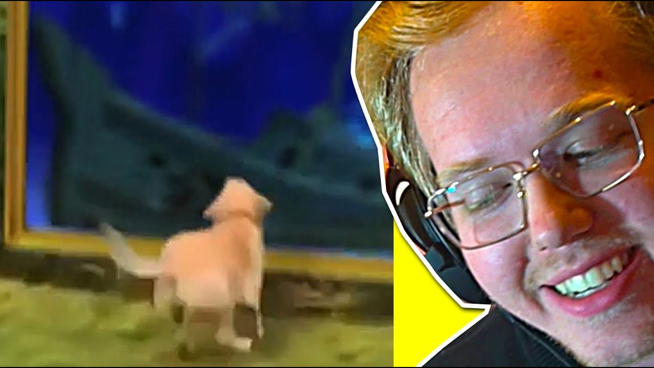 DOG ALMOST COLLAPSES AFTER JUMPING IN PAINTING (MEMES?!)