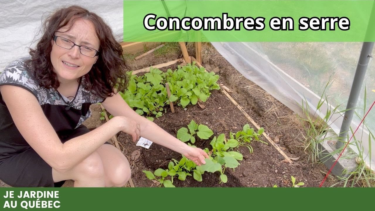 Comment planter les concombres en serre