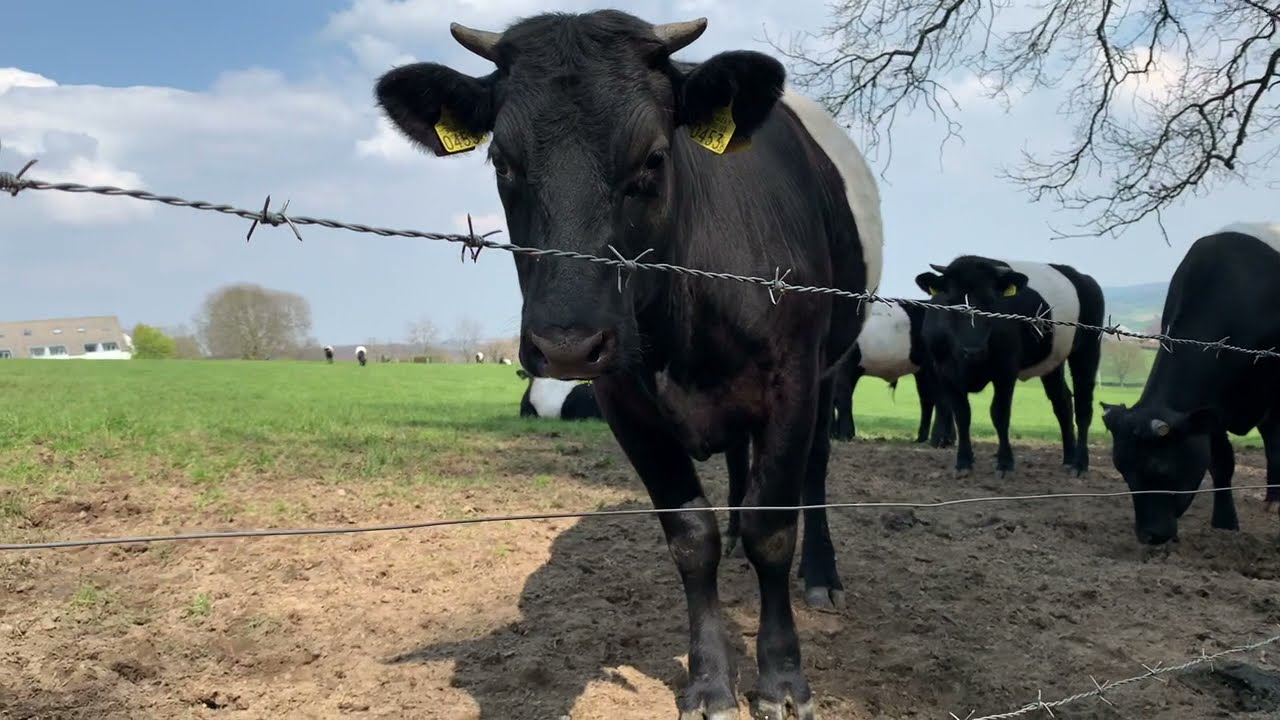 de Lakenvelders van Epen, Zuid Limburg