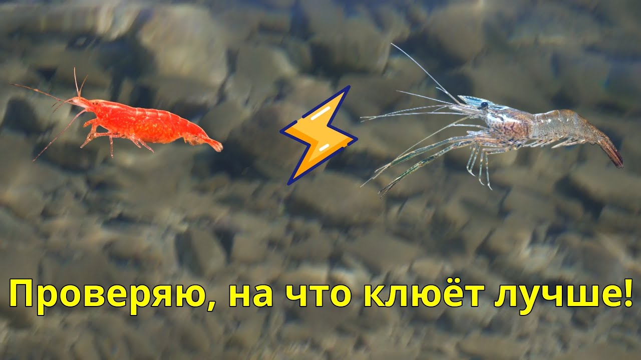 Креветка Вишня vs Магазинная! На что клюёт лучше?