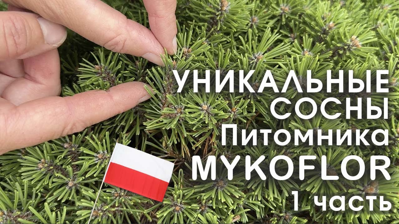 Уникальные хвойные питомника🌿MYKOFLOR🌿 1 часть